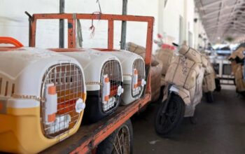 KAI Logistik Catat Pengiriman Lebih Dari 116 Ribu Hewan Peliharaan Hingga Triwulan III Tahun 2025