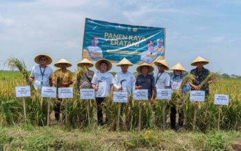 Panen Raya Petani Binaan Eratani di Karawang Sumbang Kontribusi dalam Ketersediaan Pangan Nasional