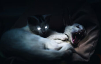 Kenali Ciri-Ciri Kucing Terkena Rabies